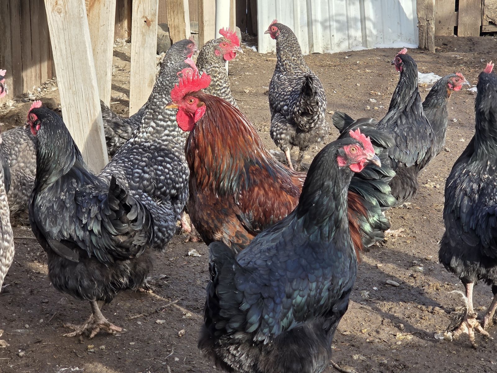 Maran Laying Hens