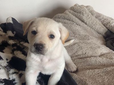 White/yellow Lab Puppy Male