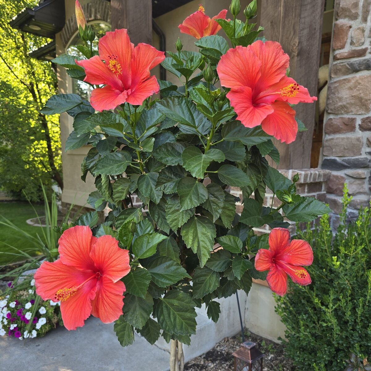 $25 Braided Hibiscus  Tropical Flower treer