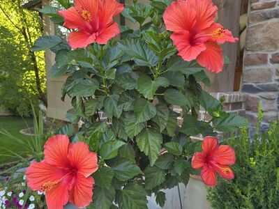 $25 Braided Hibiscus Tropical Flower treer