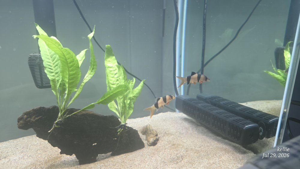 2 Clown Loaches (Botia macracanthus) - Healthy, Active Freshwater Fish