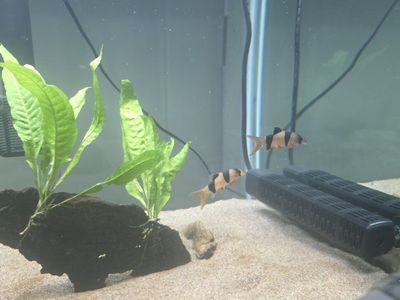 2 Clown Loaches (Botia macracanthus) - Healthy, Active Freshwater Fish