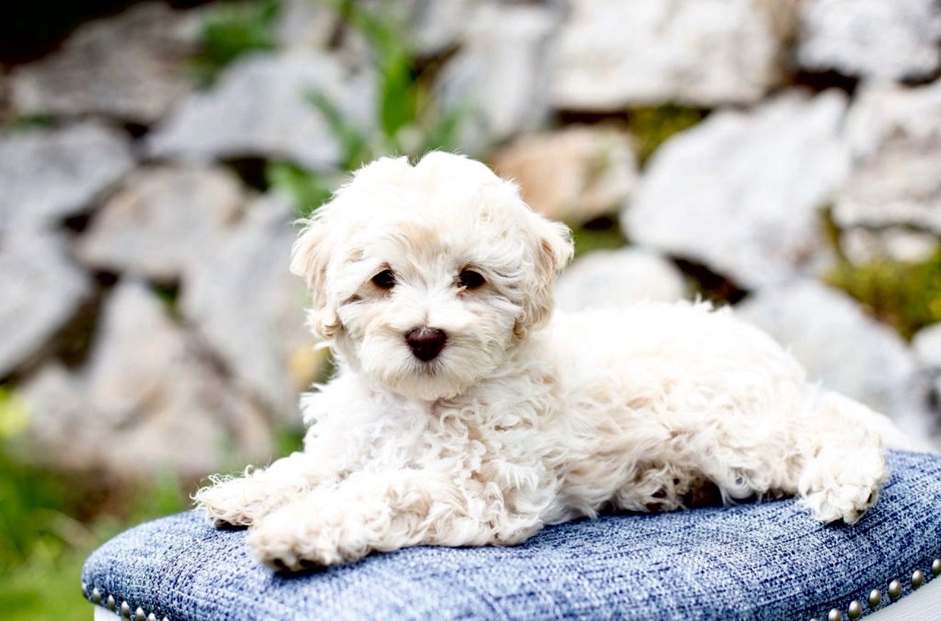 Goldendoodle Minis - Rare Chocolate & cream - 12-18 lbs