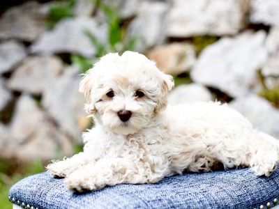 Goldendoodle Minis - Rare Chocolate & cream - 12-18 lbs
