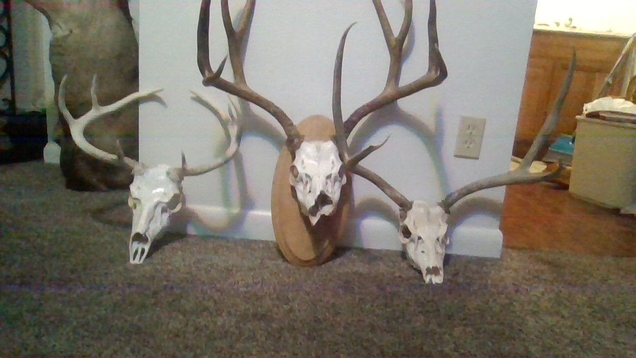 euro mounts