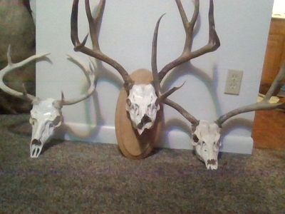 euro mounts
