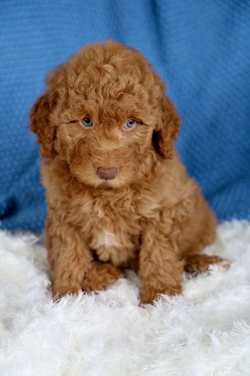 Golden Mountain Doodle Puppy - Female Champagne