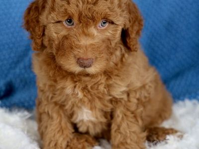 Golden Mountain Doodle Puppy - Female Champagne