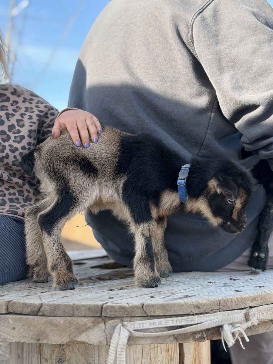 Blue Eyed Nigerian Buckskin Buckling