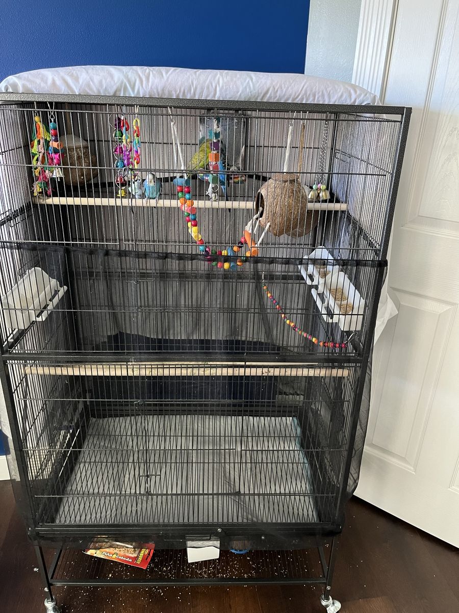 Parakeets
