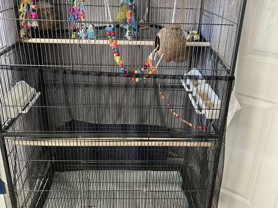 Parakeets