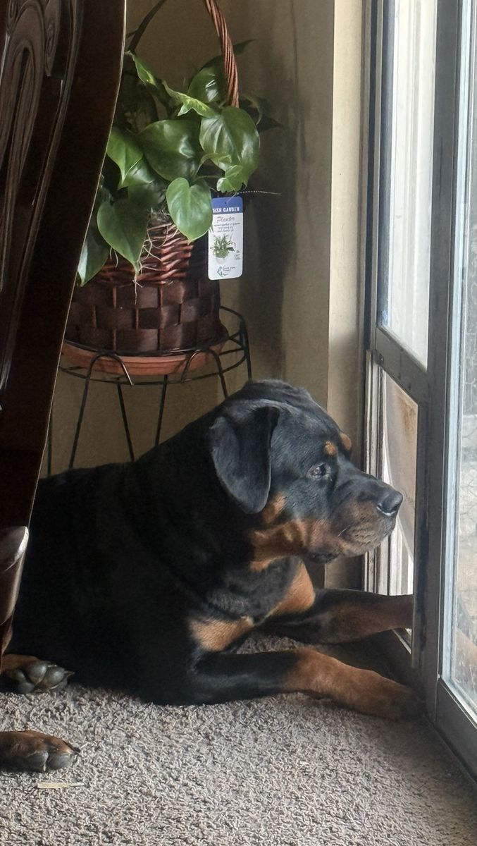 Rottweiler