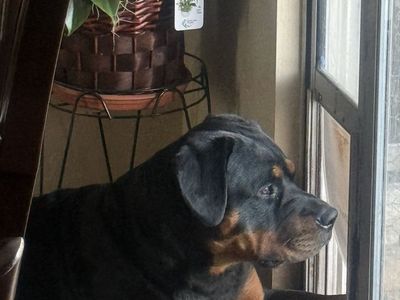 Rottweiler