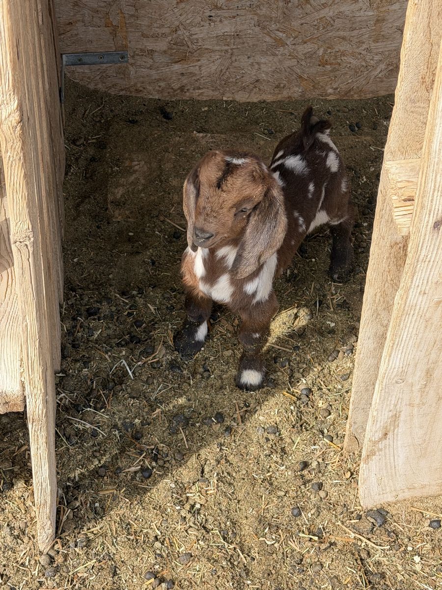 Spotted Boer bottle babies