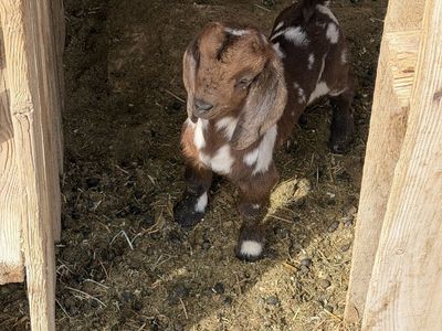 Spotted Boer bottle babies
