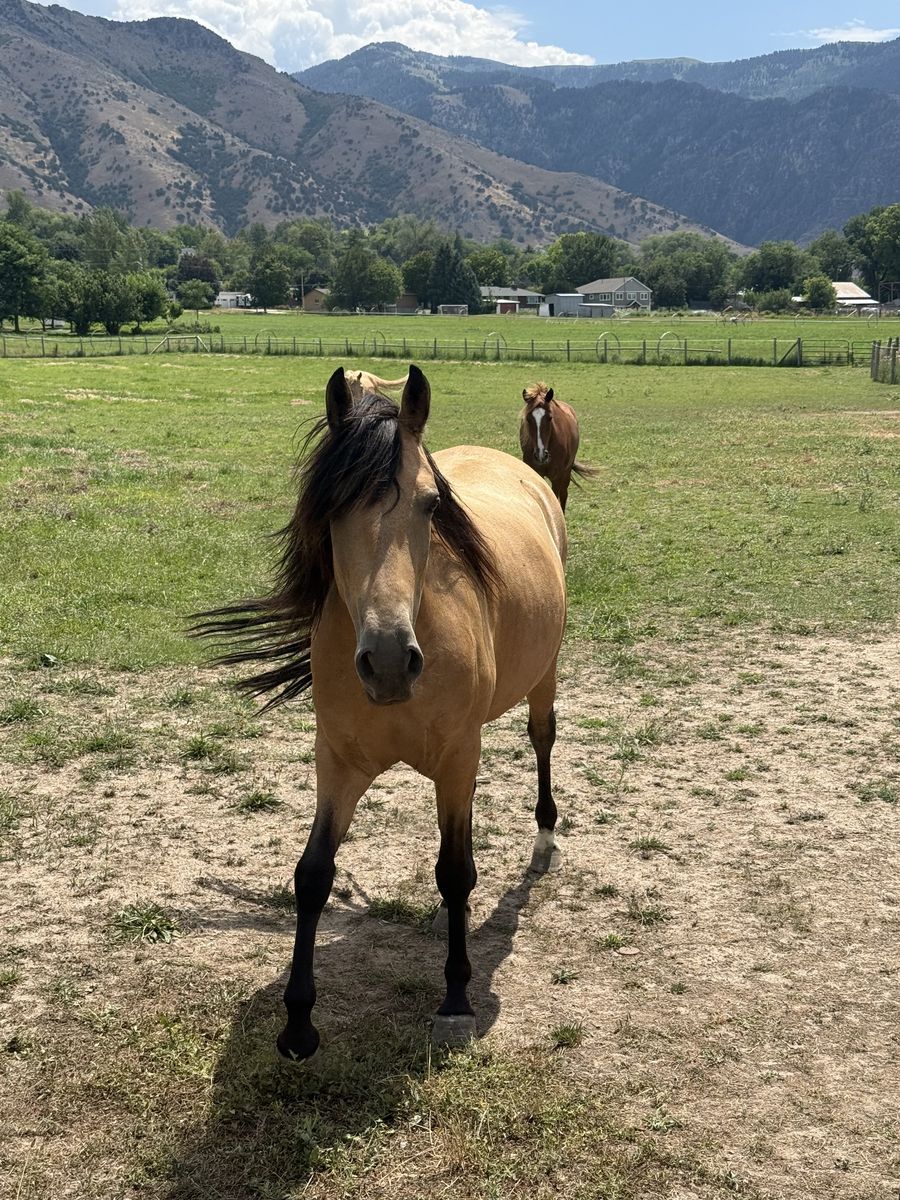 Beautiful 4-year-old gaited Peruvian paso mare
