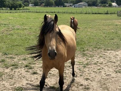 Beautiful 4-year-old gaited Peruvian paso mare