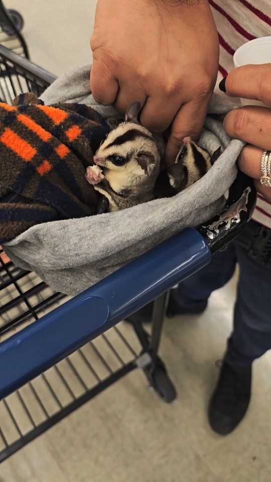 Sugar gliders