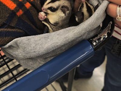 Sugar gliders