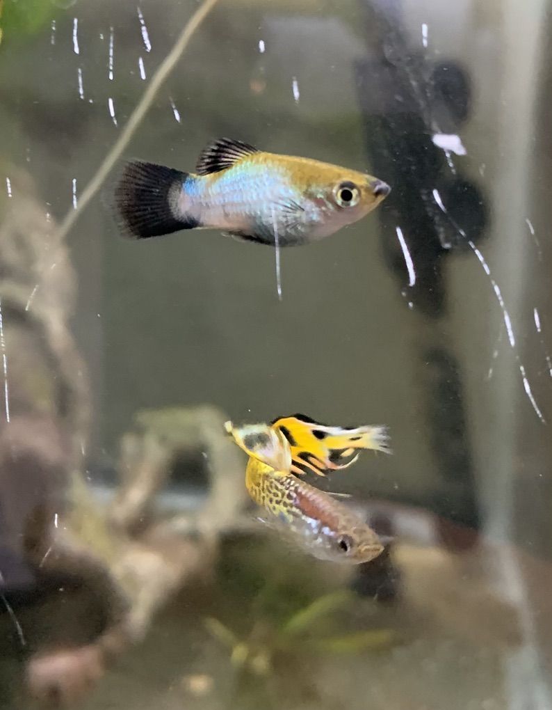 Male Platies and  Guppies For Sale