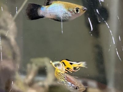 Male Platies and Guppies For Sale