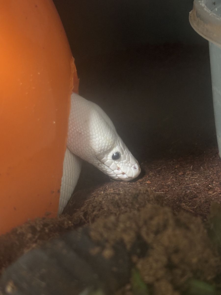 Female BEL ball python