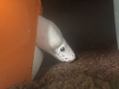 Female BEL ball python