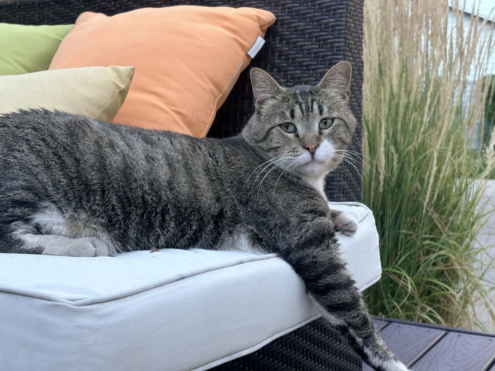 Domestic Shorthair- Playful & Affectionate