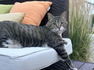 Domestic Shorthair- Playful & Affectionate