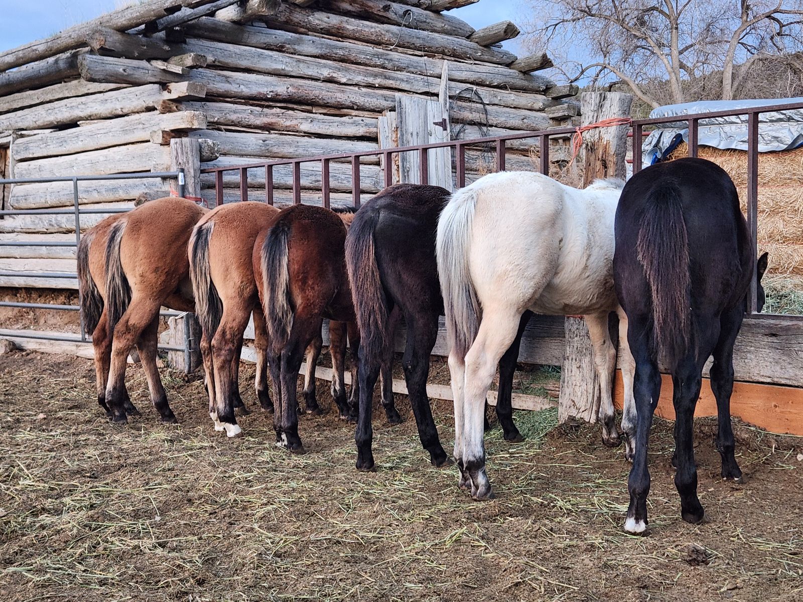 QH yearlings, two year-olds and 3 year-olds