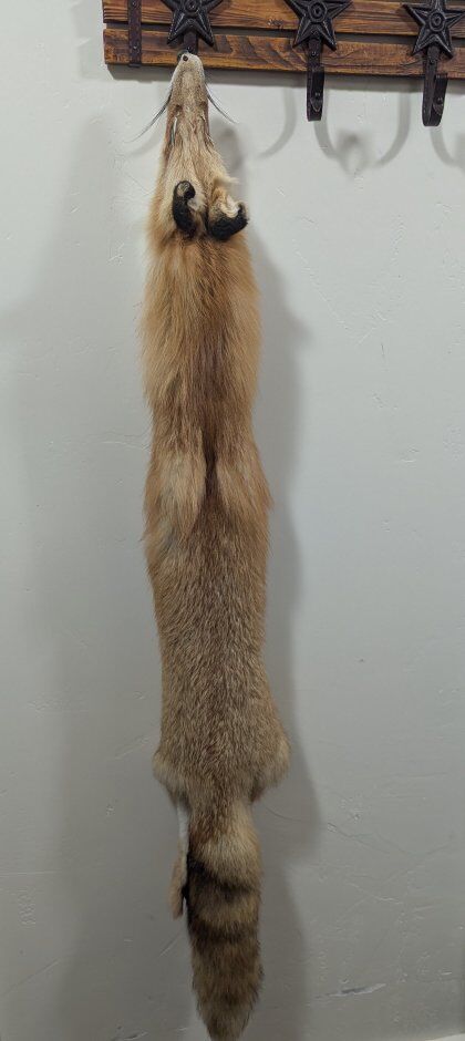 tanned red fox hide