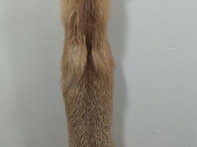 tanned red fox hide