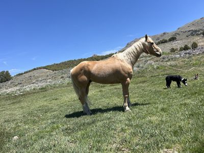 Grade Gelding