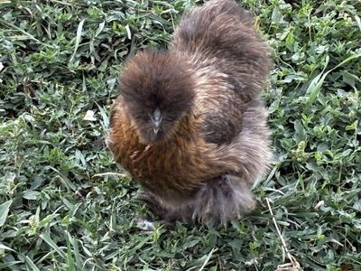 Silkie Hens