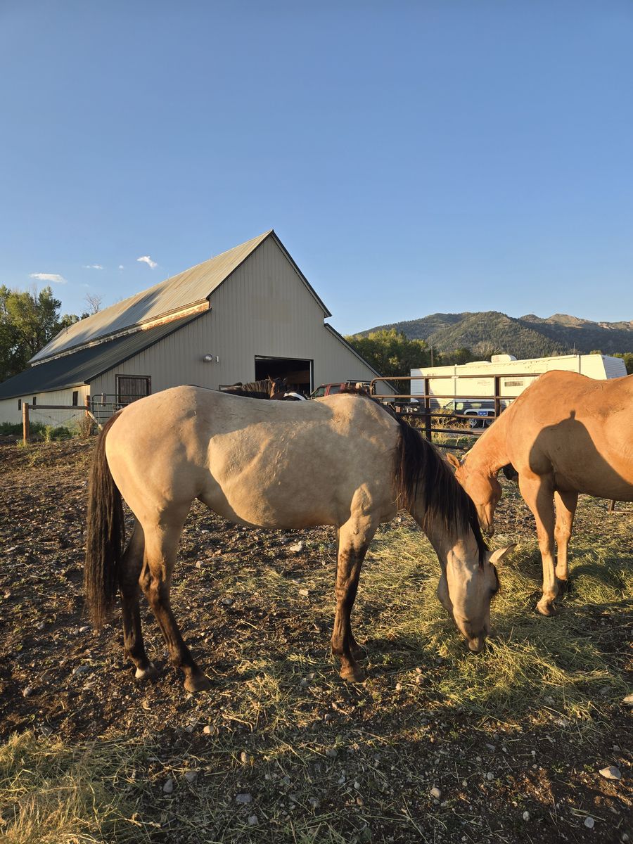 2024 Zebra Dun Filly