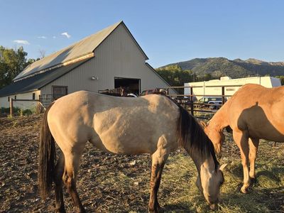 2024 Zebra Dun Filly