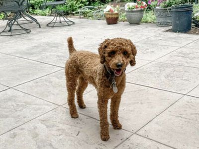 15 lb AKC intense red mini poodle. Full OFA/ genetic testing