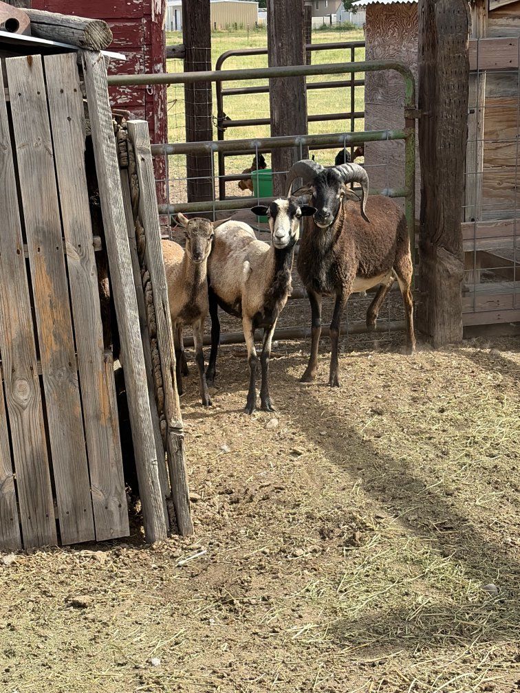 Barbados Hair Sheep 1 Ram, 3 Ewes, 3 Lambs
