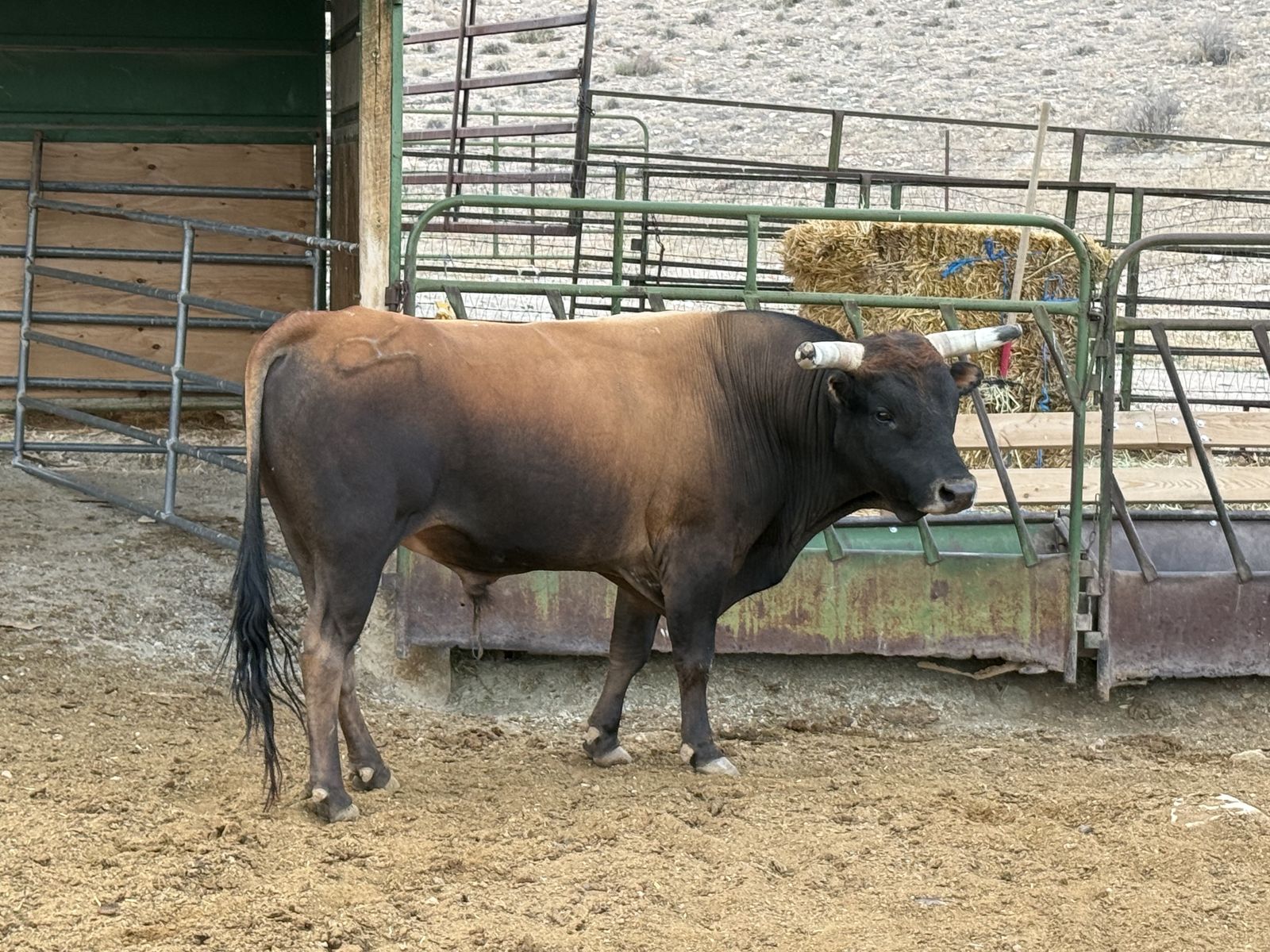 Corrientes bull 4 yr old
