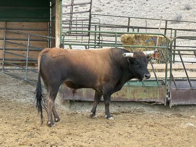 Corrientes bull 4 yr old