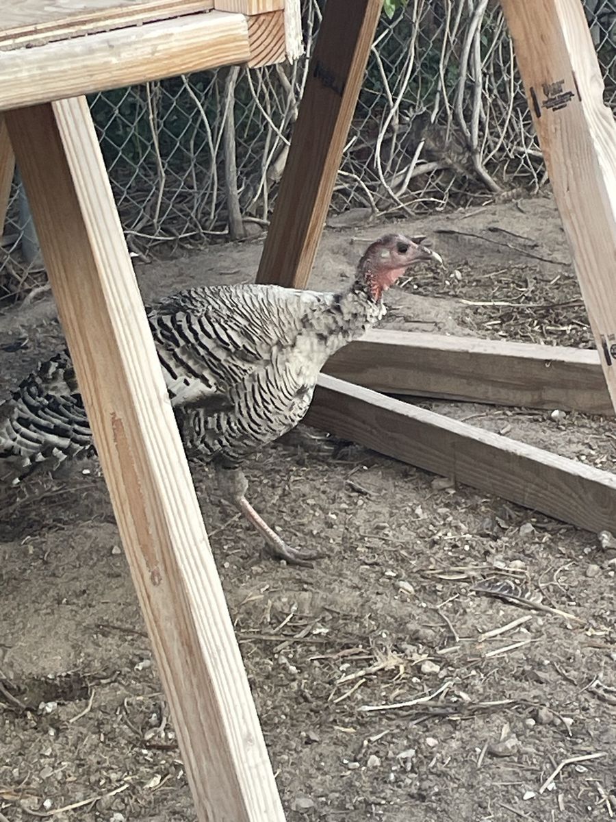 Pure breed Narragansett hen turkey.