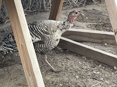 Pure breed Narragansett hen turkey.