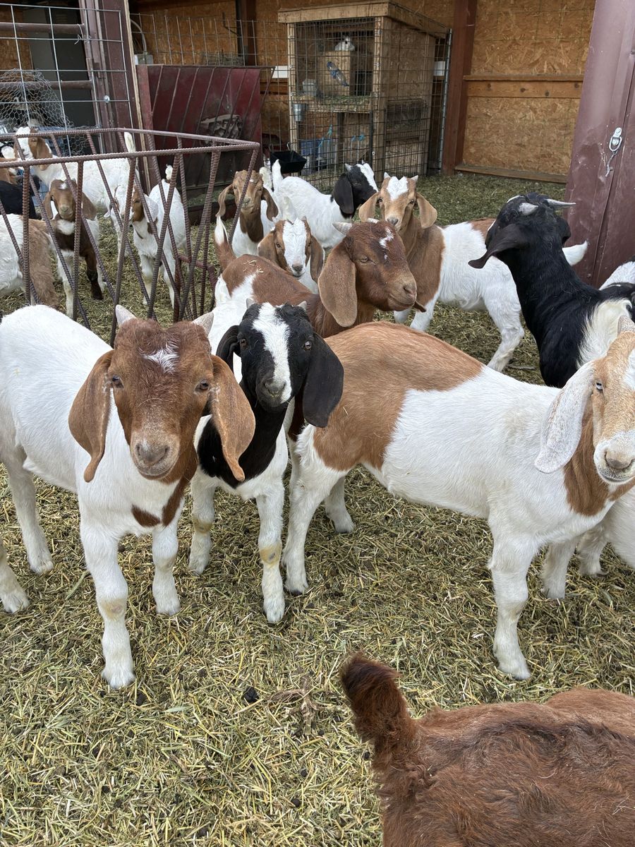4 month old Boer kid goats