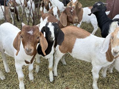 4 month old Boer kid goats