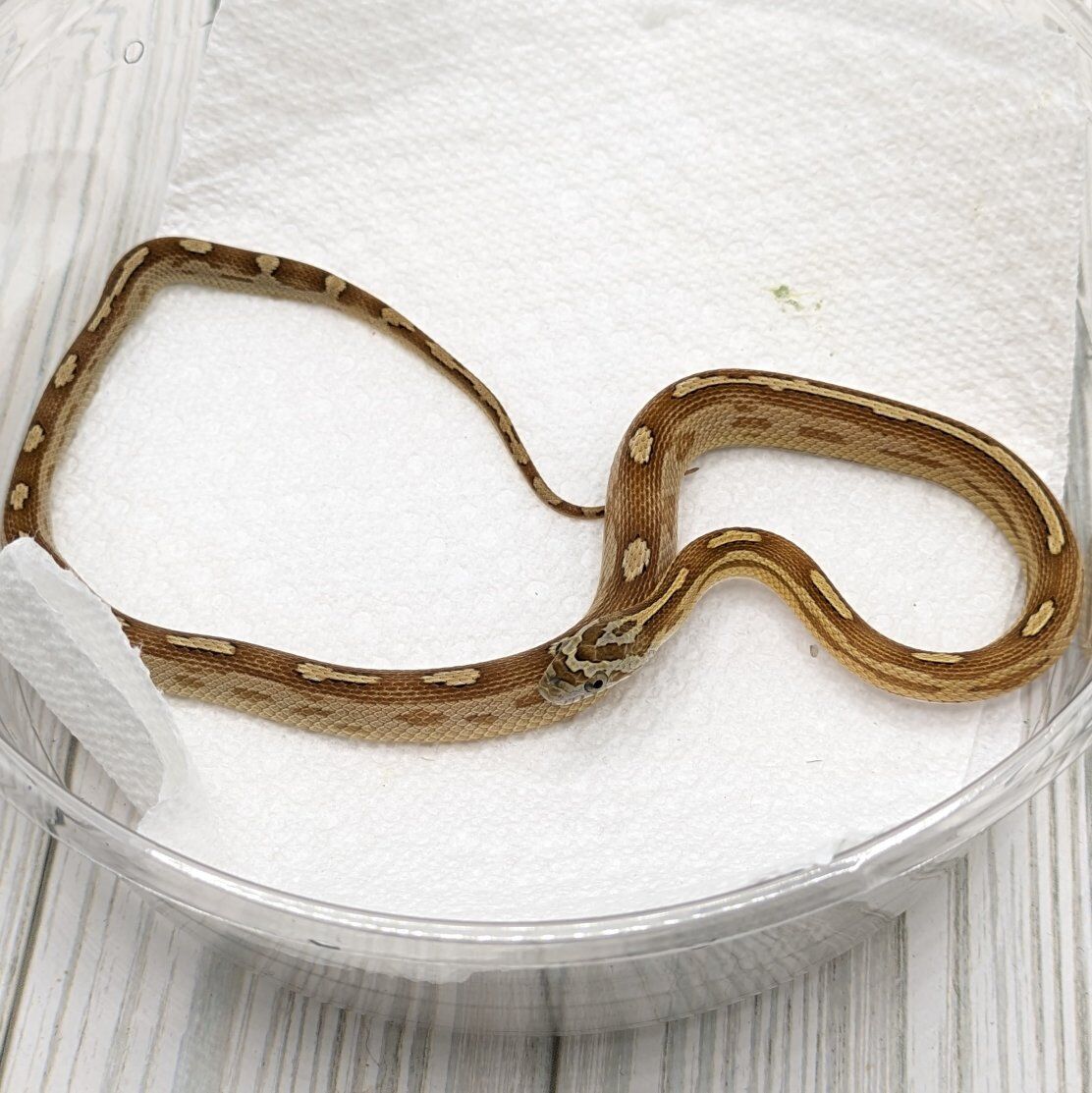 2025 Female Caramel Motley Het Amel Sunkissed Corn