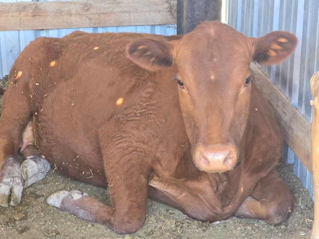 Angus Cow & Bull Calf