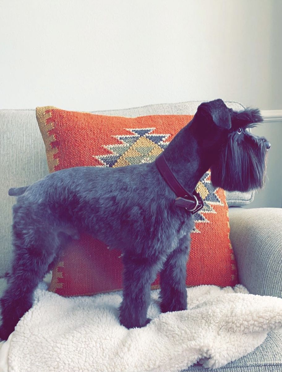 AKC Proven Purebred Miniature Schnauzer Stud Service - Master Ridge, 9-10 lbs, Health Tested