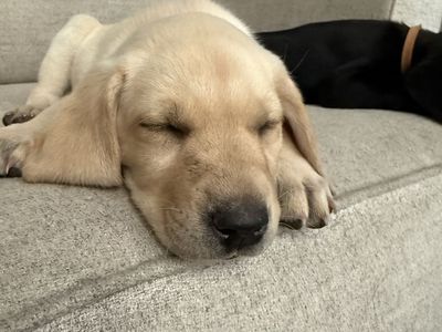 AKC Labrador Retriever Puppies - Ready Now! Yellow