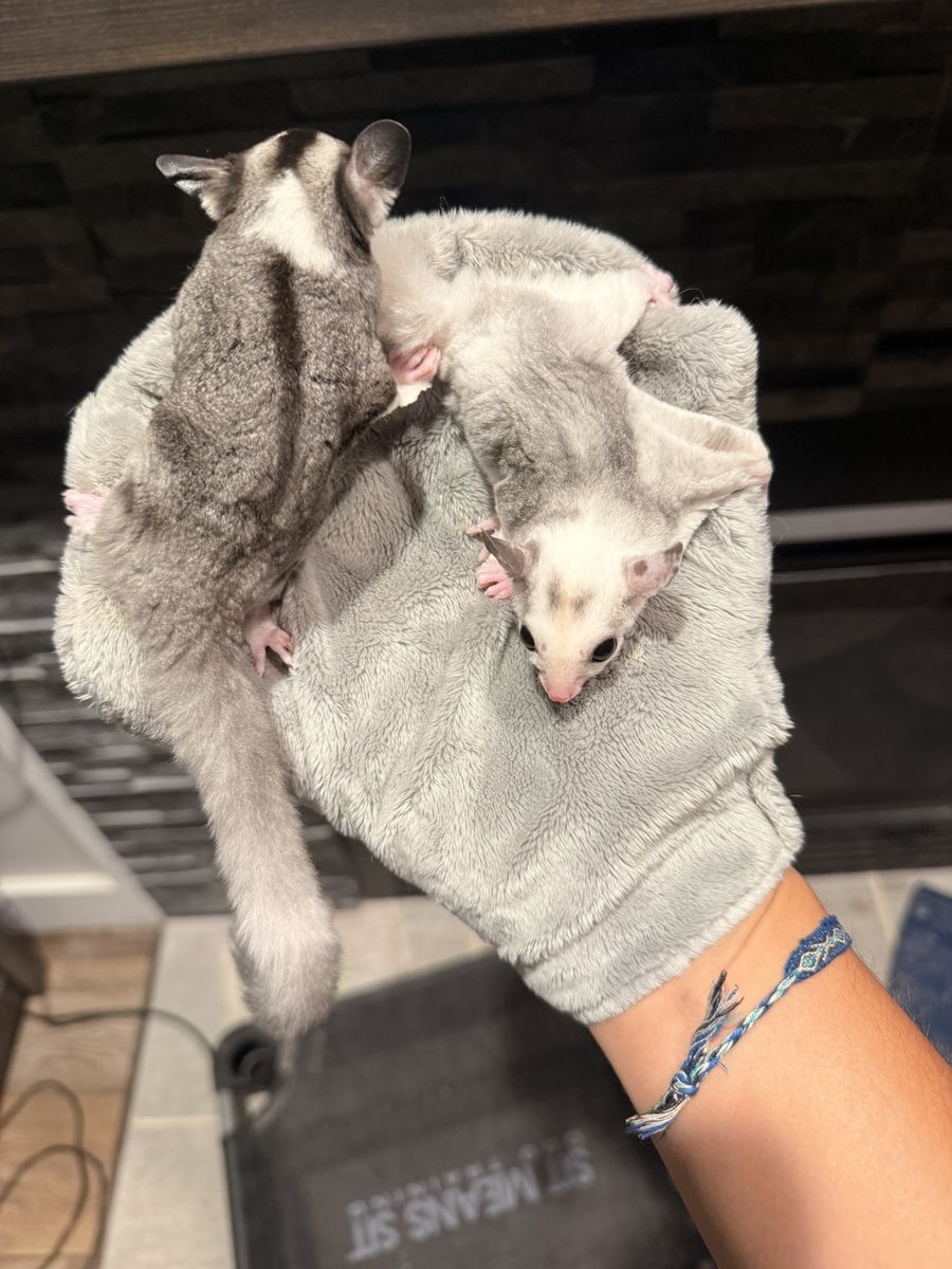 Joey Sugar Gliders – Male & Female Pair with Bonding Pouch