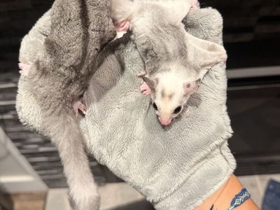 Joey Sugar Gliders – Male & Female Pair with Bonding Pouch